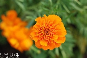 叶黄素一瓶60粒多少钱,叶黄素多少钱一瓶