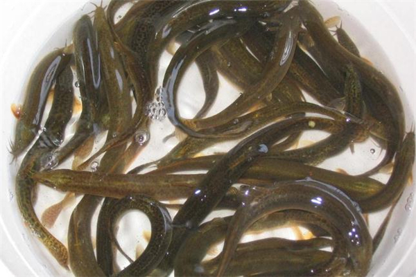 泥鳅可以生吃吗?,活泥鳅能吃吗