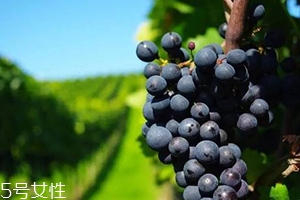 白藜芦醇什么人不能喝,白黎芦醇哪些人不能吃 白藜芦醇什么人不能喝,白黎芦醇哪些人不能吃