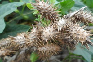 苍耳子能治痔疮吗,苍耳子治疗痔疮有效吗