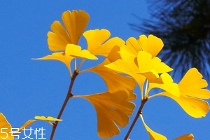 银杏胶囊可以长期服用吗,保健品银杏胶囊可以长期吃吗 银杏胶囊可以长期服用吗,保健品银杏胶囊可以长期吃吗