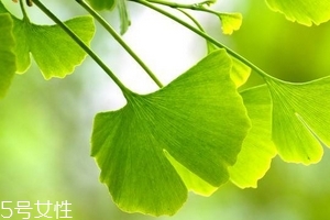 银杏胶囊的副作用是什么,银杏胶囊的功效和作用及副作用