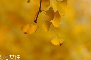 银杏胶囊主要治什么病的,银杏胶囊主要治什么病一百科多少一胼