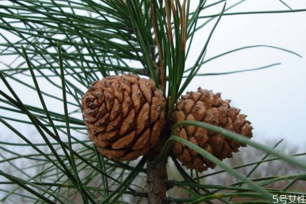 松子在什么地方生长,松子是植物吗