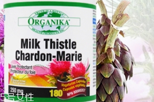 奶蓟草护肝片适合人群,奶蓟草护肝片能长期服用吗