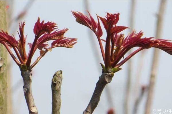 香椿头叫什么,椿头和香椿有什么区别