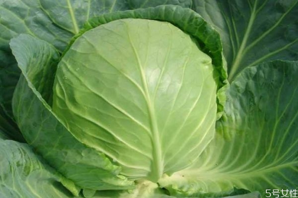 什么叫大头菜,大头菜是什么菜