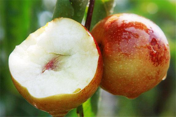 冬枣红色的好还是绿色的好,冬枣跟红枣有什么区别