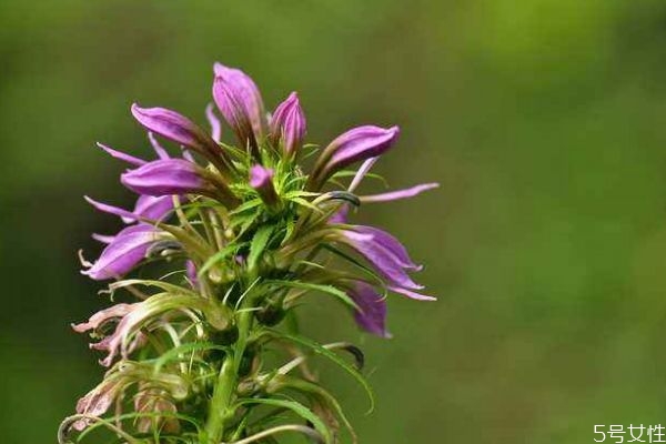 山梗菜图片,山梗菜的功效和作用