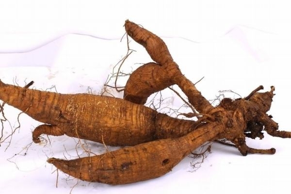 葛根的分布范围,葛根分布全国哪几个省