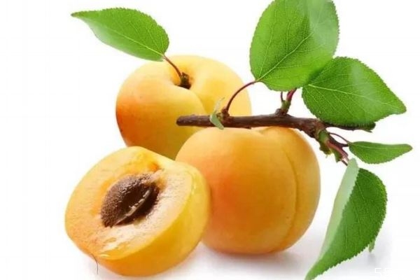杏子的营养,杏子的营养价值和功效和作用