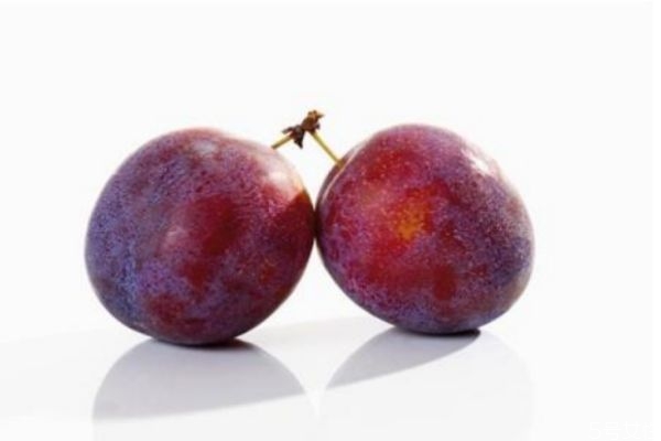 李子的成分和营养价值,李子的营养价值和食用功效