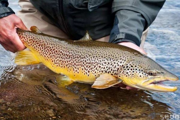 鳟鱼的原名是什么,鳟鱼是海鱼吗