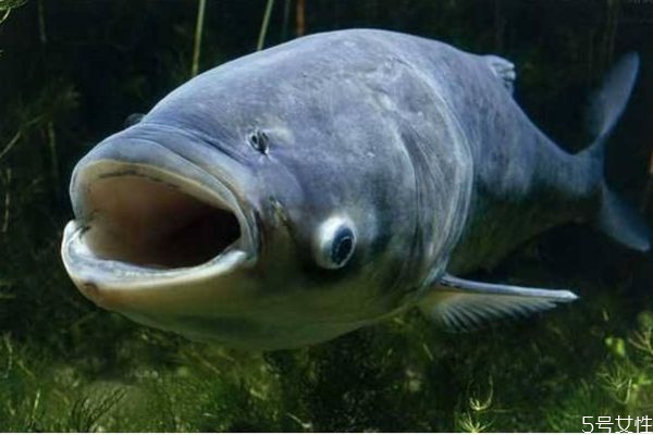 鳙鱼食用禁忌,吃鳙鱼的好处