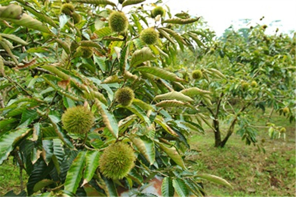 栗子怎么来的,栗子怎么说