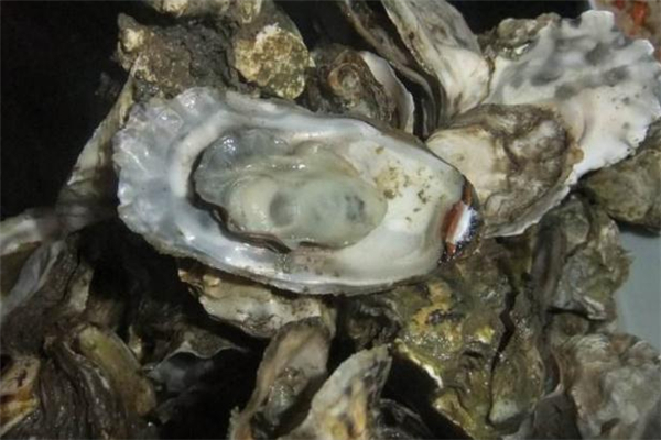 海蛎子蒸的时候为什么不张嘴,海蛎子蒸不开口的原因
