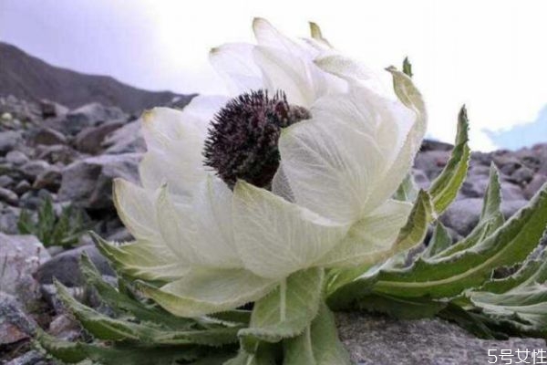 天山雪莲花是什么颜色,天山雪莲花是什么生肖 天山雪莲花是什么颜色,天山雪莲花是什么生肖