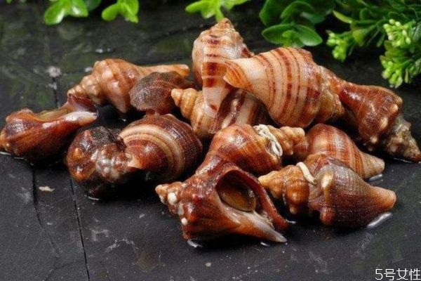 如何挑选海螺,如何挑选海螺要注意什么