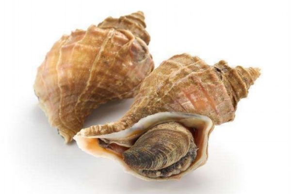 海螺应该怎么清洗,海螺怎样清洗 海螺应该怎么清洗,海螺怎样清洗