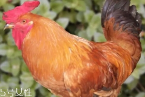 鸡内金有什么用途,鸡内金有哪些功效和作用