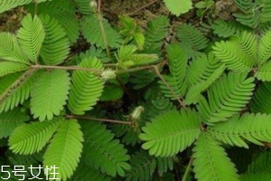 什么花不能放在卧室里养,哪种花不能放在卧室里养