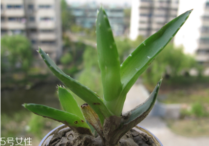 芦荟可以治脚气吗,芦荟治脚气有效果吗