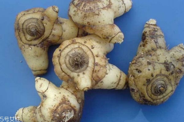 白芨有什么作用呢,白芨有什么用处