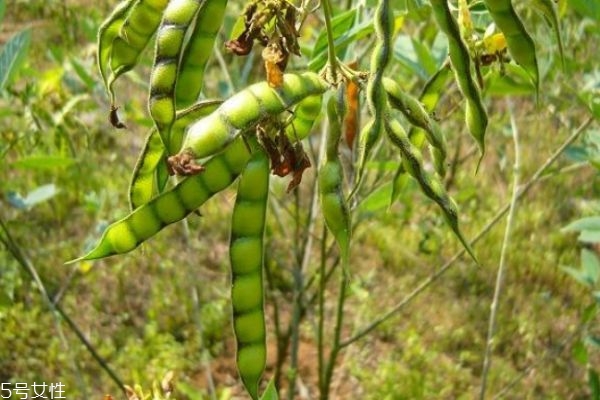 木豆是什么豆,木豆的作用是什么