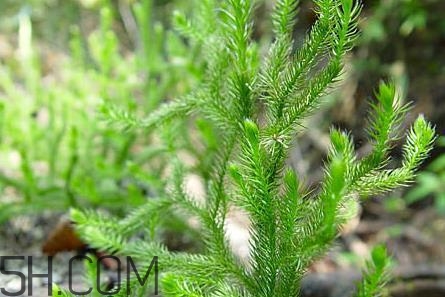 什么是伸筋草,伸筋草和伸筋草 什么是伸筋草,伸筋草和伸筋草