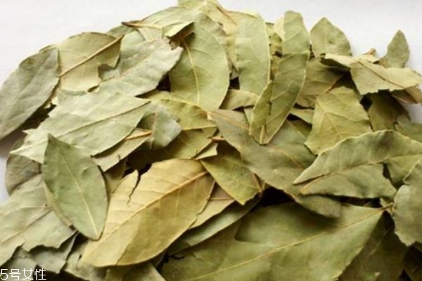 香叶是什么样的,香叶是什么叶子?