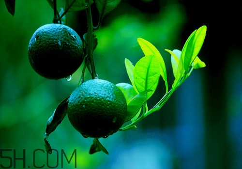 吃橘子头晕是什么原因,橘子吃多了头晕晕的怎么回事 吃橘子头晕是什么原因,橘子吃多了头晕晕的怎么回事