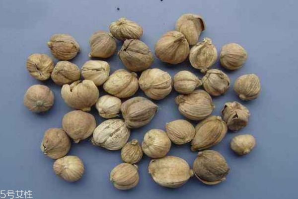 白豆蔻的功效和作用,白豆蔻的功效和作用及禁忌