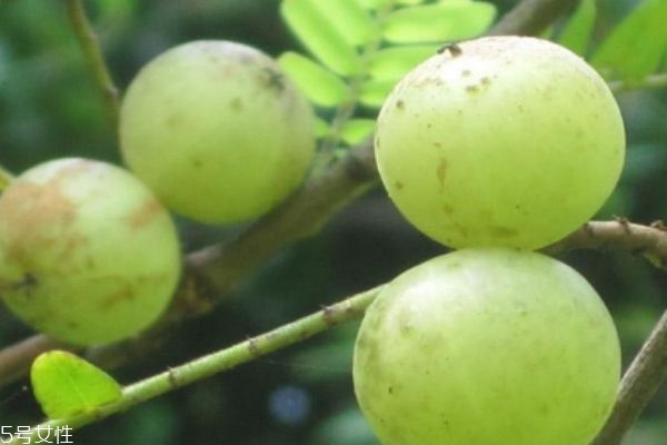 油甘子作用,油甘子吃法