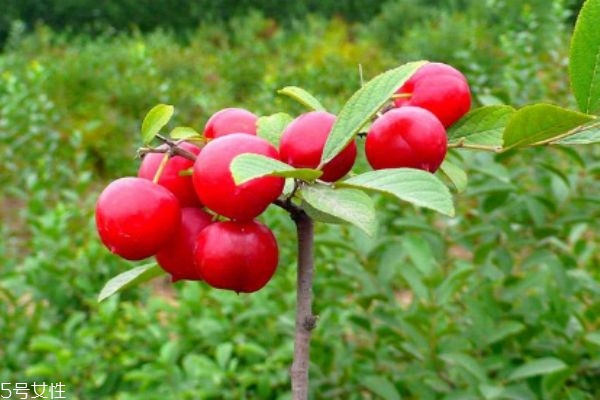 钙果产地在哪里,钙果是什么