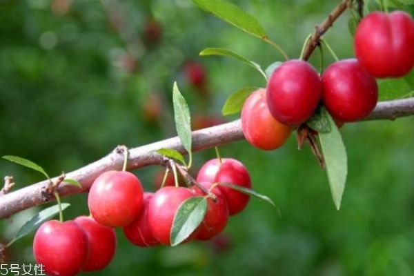 什么是钙果,有什么用,钙果的功效