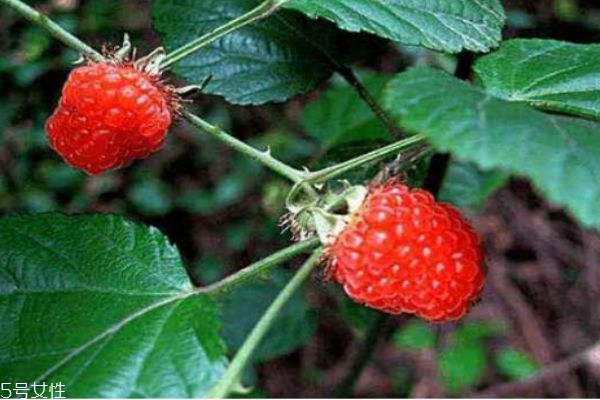 山莓和树莓,树莓的生长条件和气候 山莓和树莓,树莓的生长条件和气候
