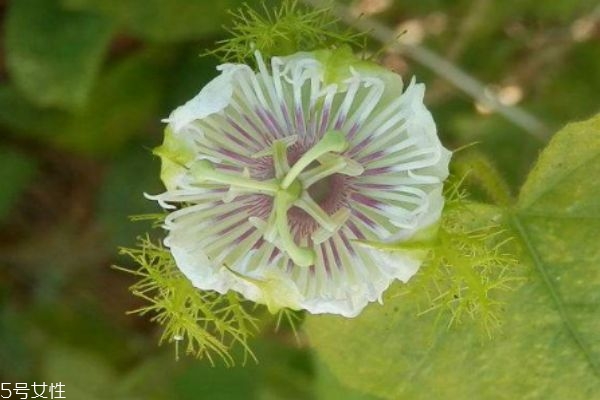 龙珠果多少钱一斤,龙珠值多少钱