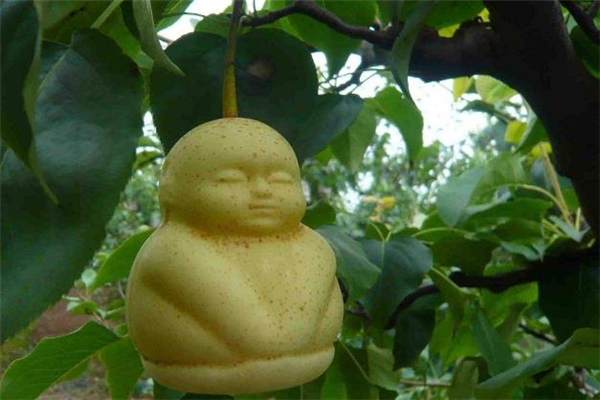 人参果里面的囊能吃吗,人参果里面的囊能吃吗哪些水果含硒