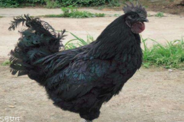 什么叫乌骨鸡,乌骨鸡是什么鸡 什么叫乌骨鸡,乌骨鸡是什么鸡
