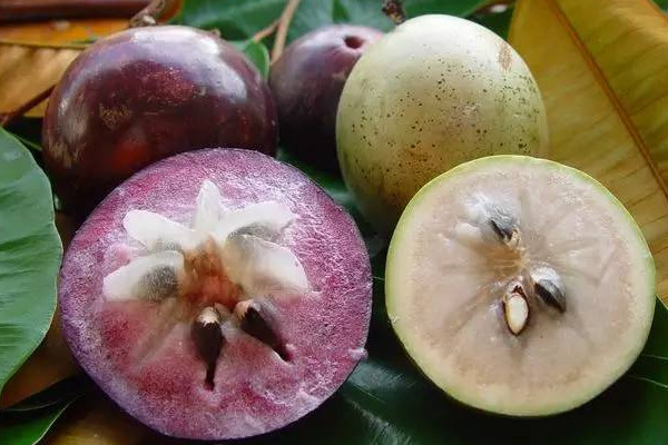 金星果的功效和作用,金果的功效和作用