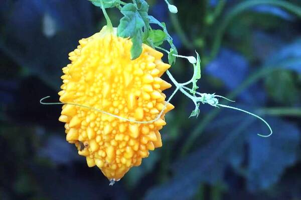 金铃子有什么功效,金铃子的功效和用量 金铃子有什么功效,金铃子的功效和用量