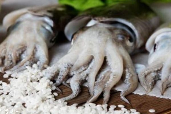 墨鱼是什么样子的,墨鱼是什么鱼 墨鱼是什么样子的,墨鱼是什么鱼