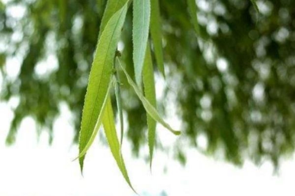 柳叶的作用,柳叶的功效和作用,柳叶的副作用 柳叶的作用,柳叶的功效和作用,柳叶的副作用