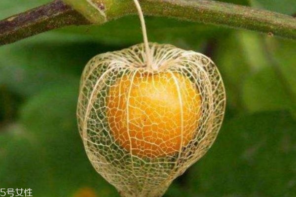 什么的灯笼果,灯笼果百度百科