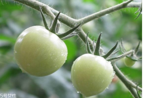 什么叫青果,青果是什么样的