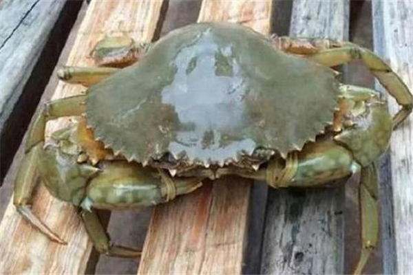 蟹怎么蒸不会掉脚,蒸螃蟹为什么腿都掉了