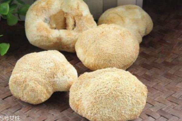 猴头菇是啥,猴头菇为什么叫猴头菇 猴头菇是啥,猴头菇为什么叫猴头菇