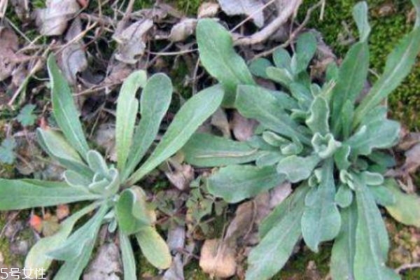 清明菜吃了什么好处,清明菜的功效和作用及食用方法