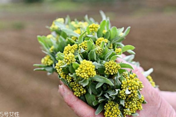 清明菜是什么菜,清明菜有哪些吃法 清明菜是什么菜,清明菜有哪些吃法