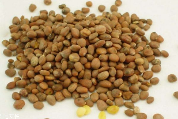 白芥子是芥子吗,白芥子还叫什么 白芥子是芥子吗,白芥子还叫什么